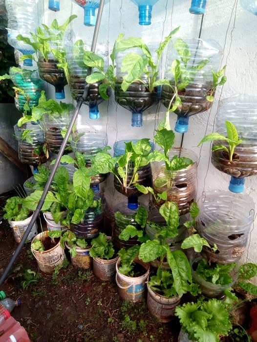 Kitchen garden with healthy crops