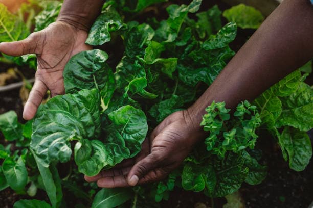 Spinach farming in a kitchen garden